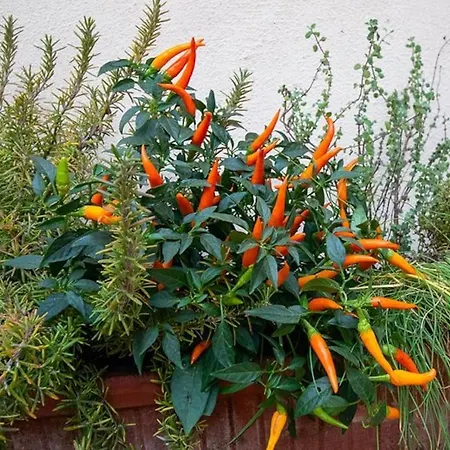 La Dolce Centro Storico Lejlighed *