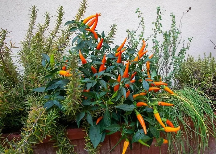 La Dolce Centro Storico 아파트 *